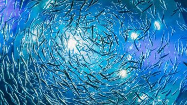 aquaculture lunaire
