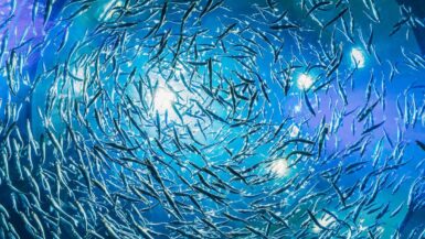 aquaculture lunaire