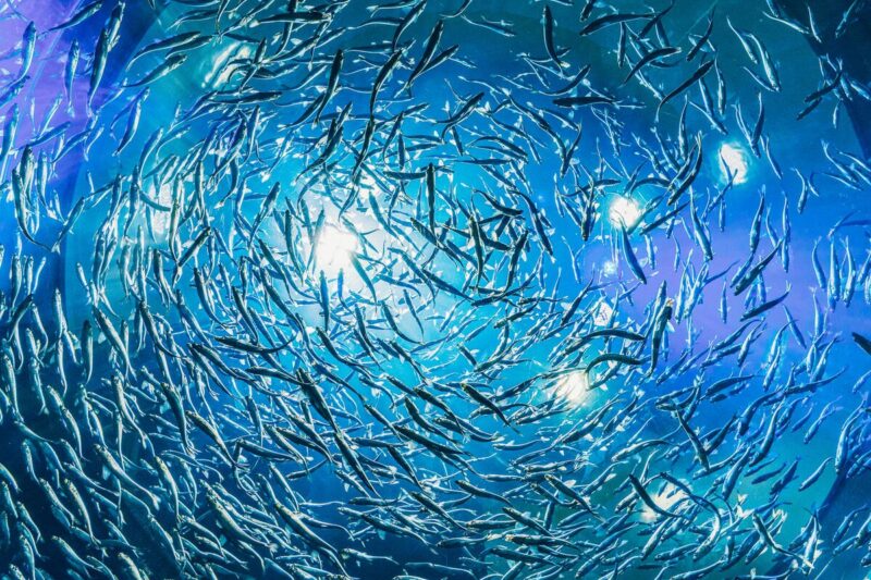 aquaculture lunaire