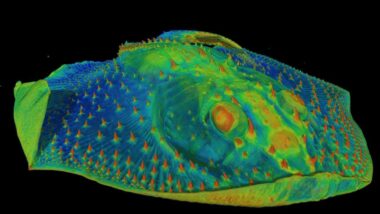 820fbb0e3a_50231240_raie-denticule