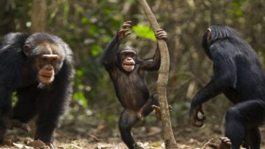 Chimpanzés musiciens 2 (1)