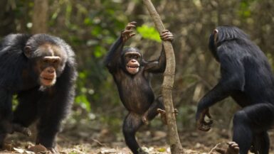 Chimpanzés musiciens 2 (1)