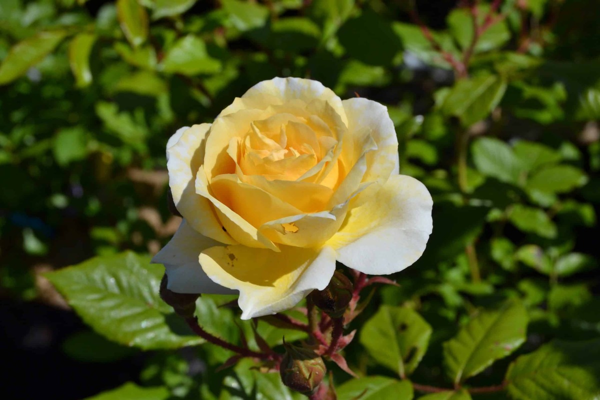Creation_rose_quotVille_de_Dreux