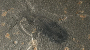 Découverte de Mosura fentoni au Burgess Shale
