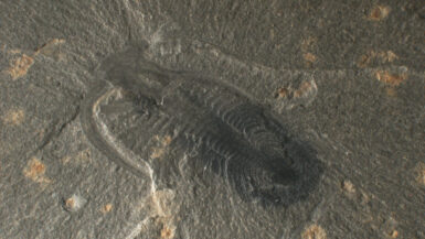 Découverte de Mosura fentoni au Burgess Shale