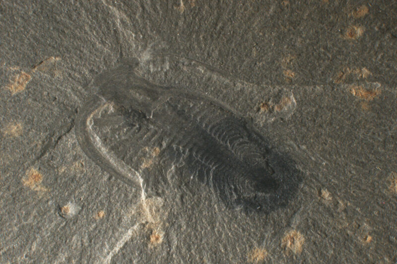 Découverte de Mosura fentoni au Burgess Shale