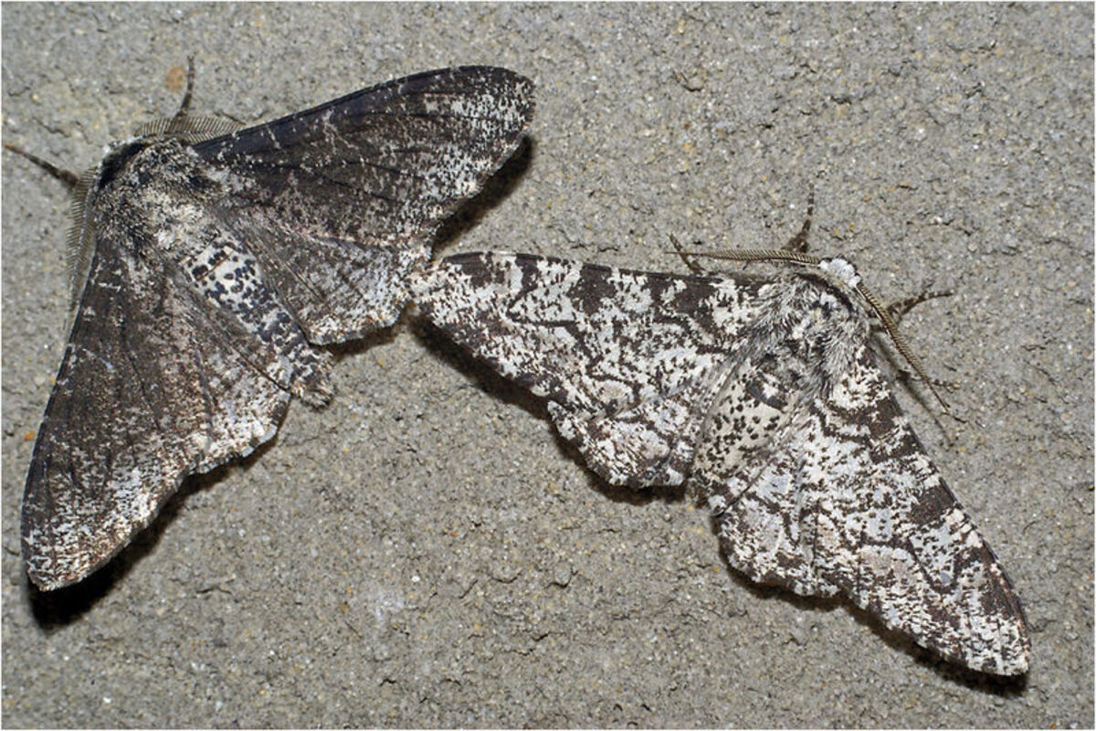 Fossile de Papillon au Japon (1)