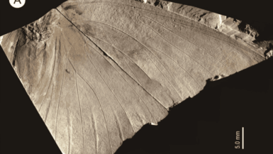 fossile papillon