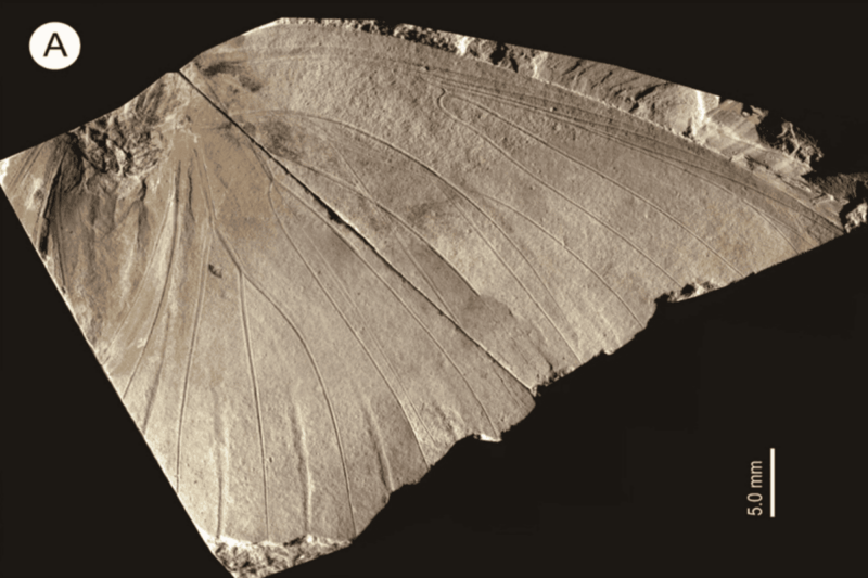 fossile papillon