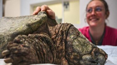 Tortue géante blessée