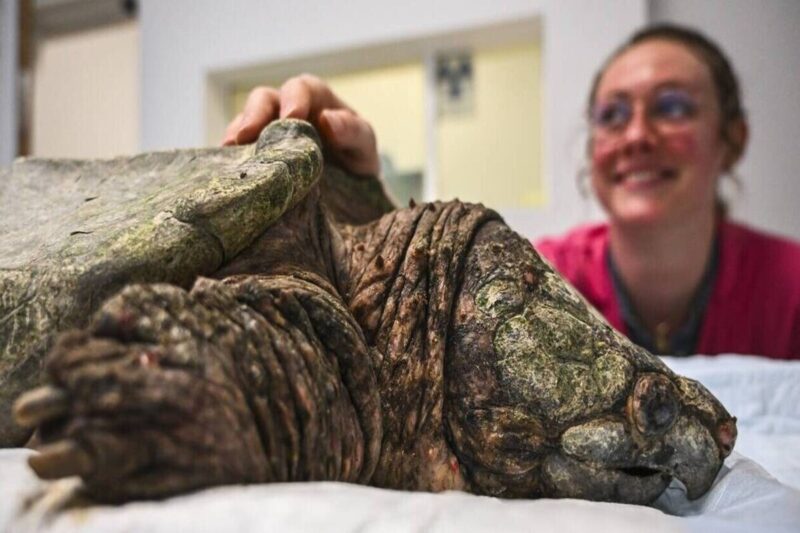 Tortue géante blessée