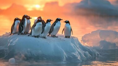 Une colonie de manchots sur la glace étincelante