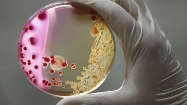 bacterie-genetiquement-modifiee-mange-co2