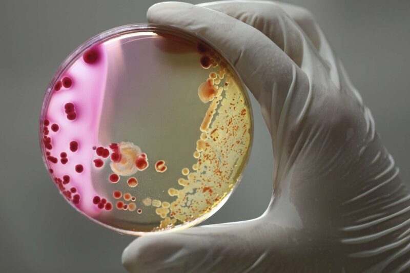 bacterie-genetiquement-modifiee-mange-co2