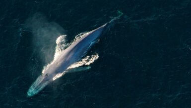 baleine