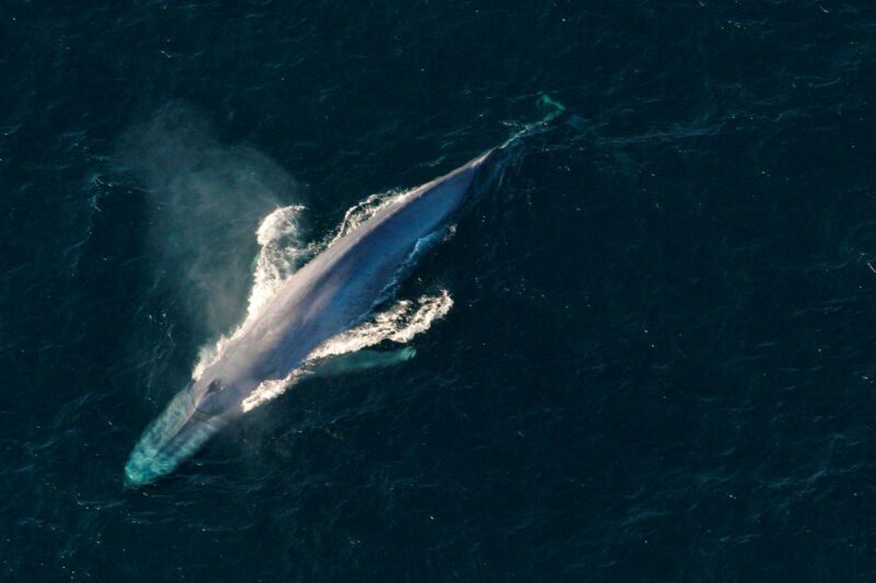 baleine