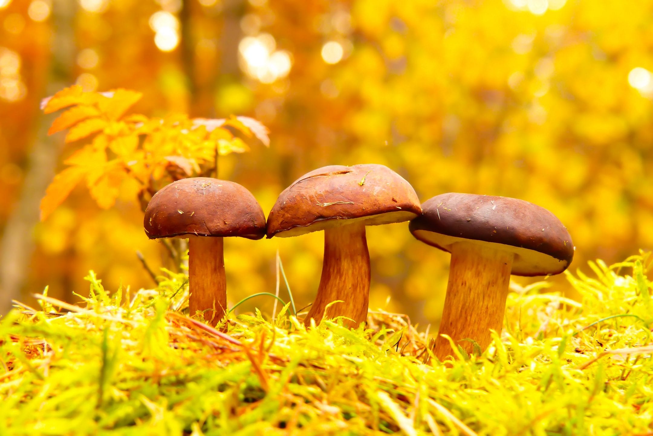 champignons