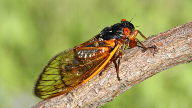 Seventeen Year Cicada (Magicicada)