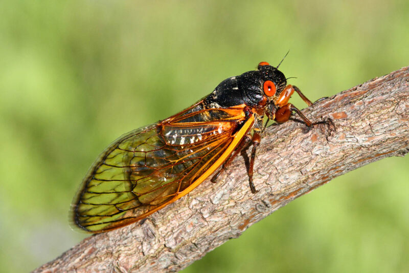 Seventeen Year Cicada (Magicicada)