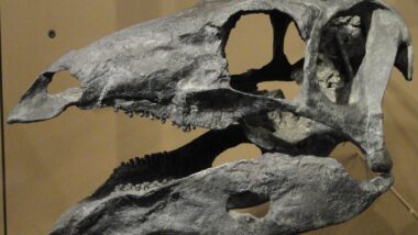crane de dinosaure (1)