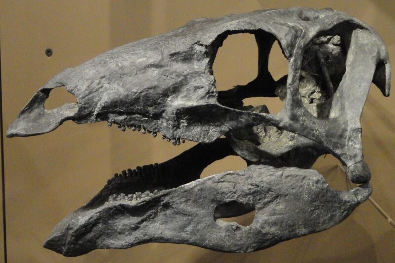 crane de dinosaure (1)