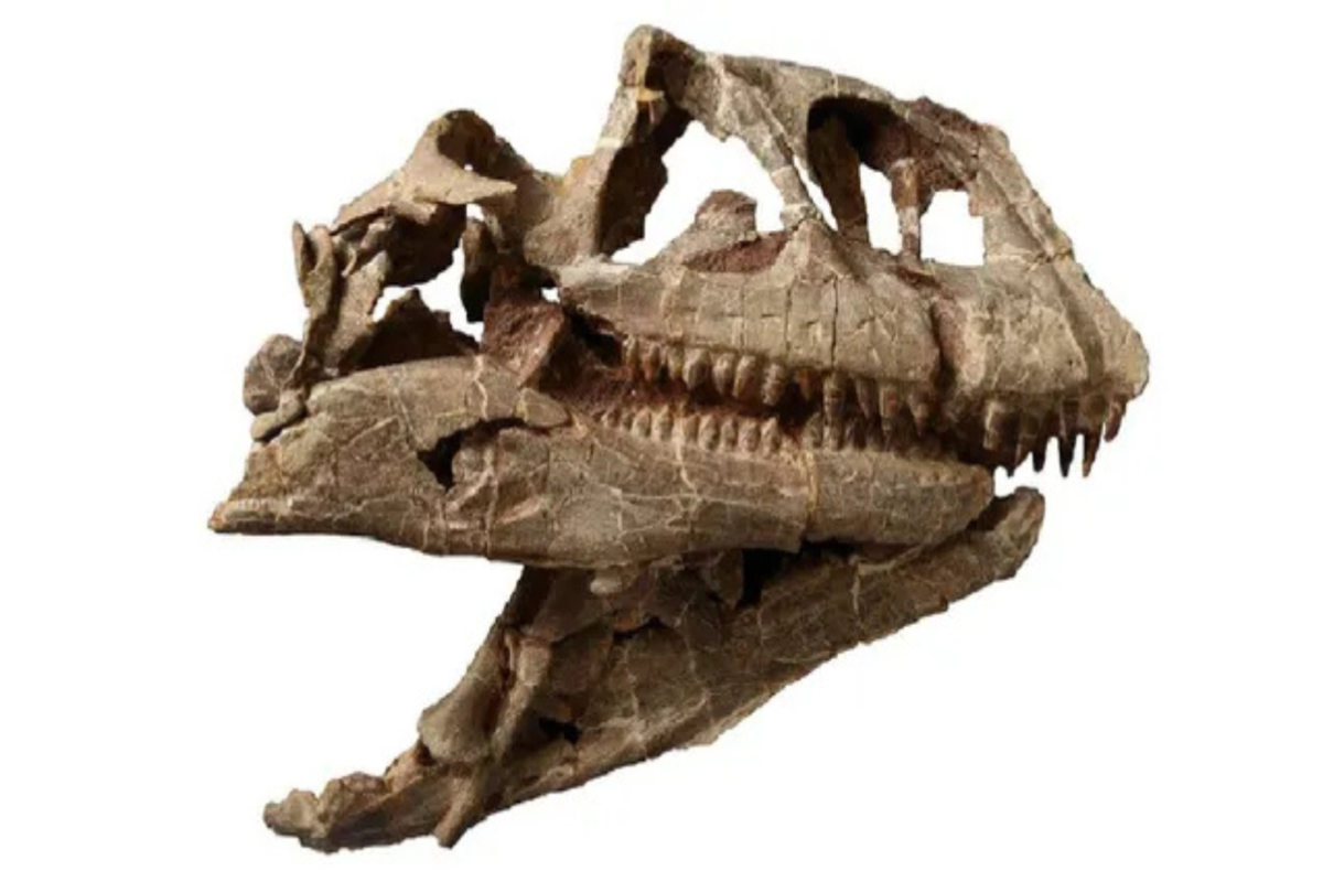 crane dinosaure (1)