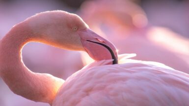 flamant rose (1)