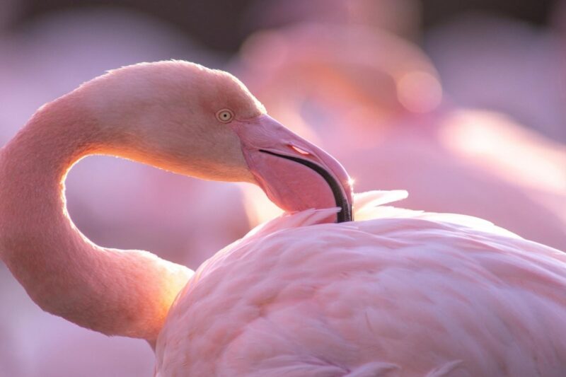 flamant rose (1)