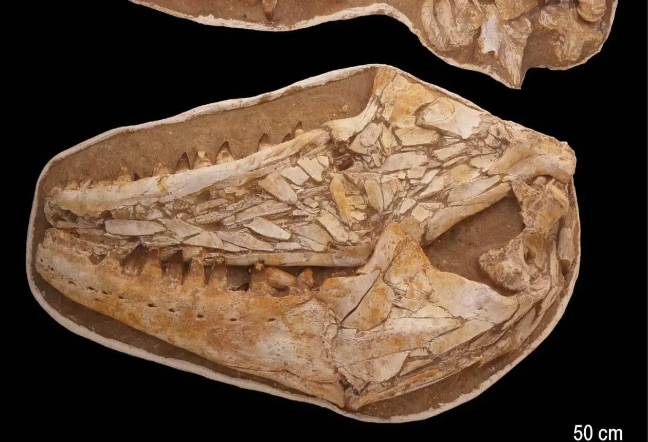 fossile géant de lézard (1)