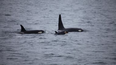 killer-whales-3933326_1920