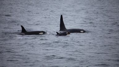 killer-whales-3933326_1920