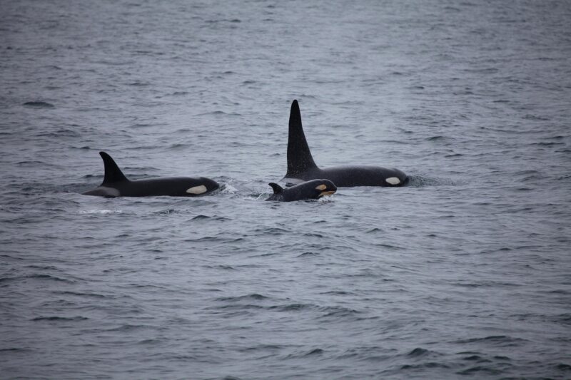 killer-whales-3933326_1920