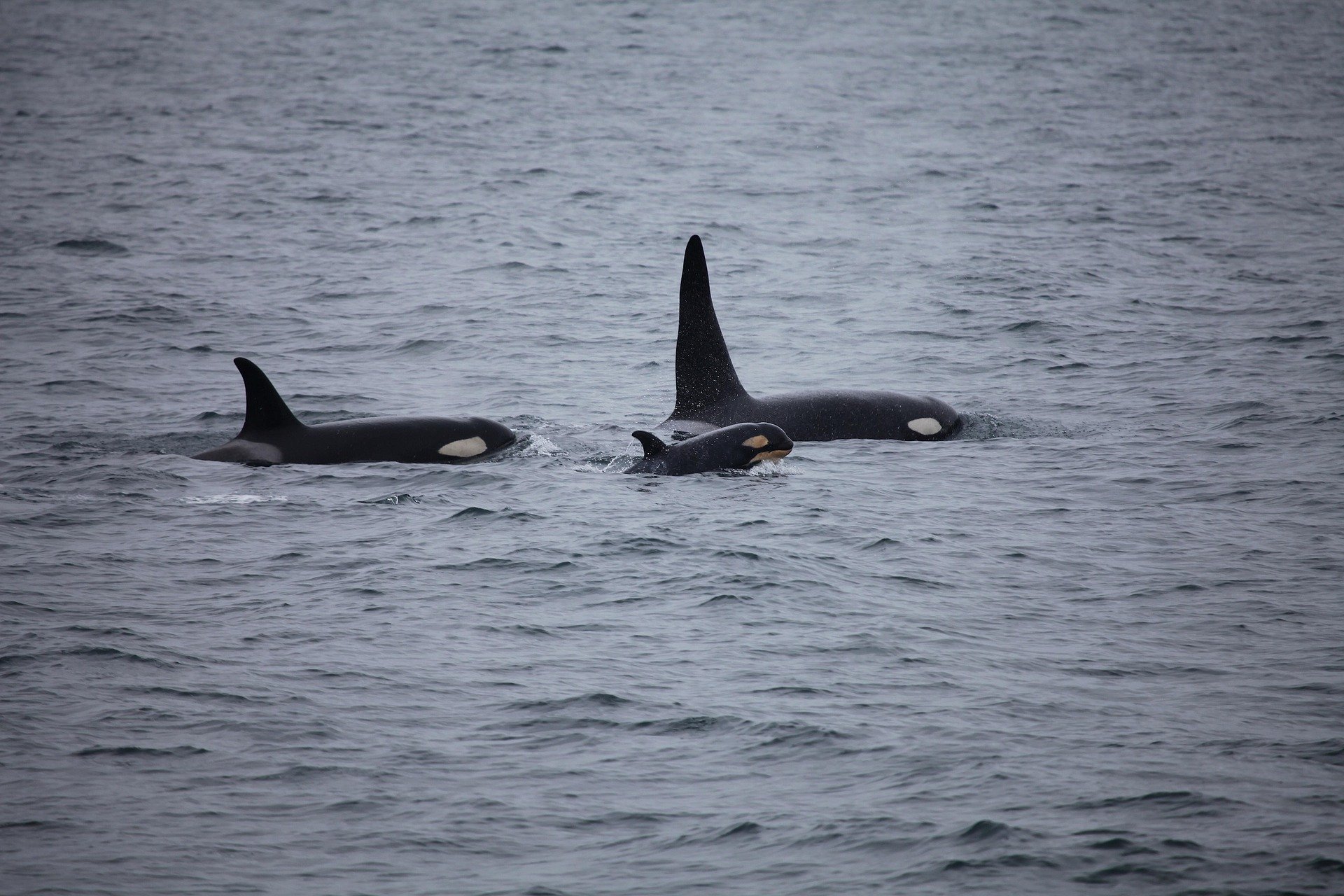 killer-whales-3933326_1920