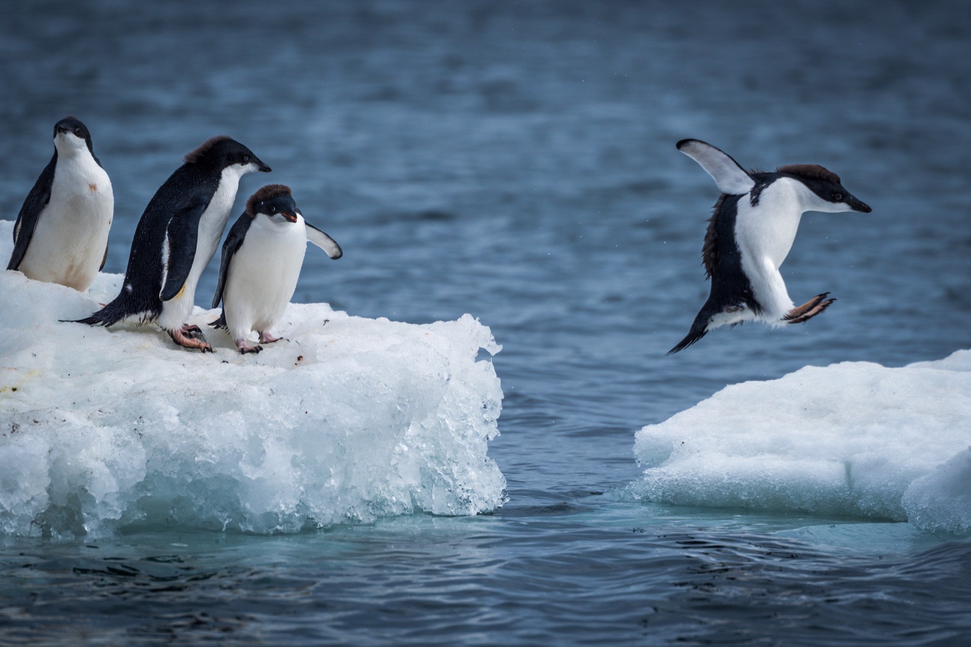 manchot-adelie-rechauffement-climatique