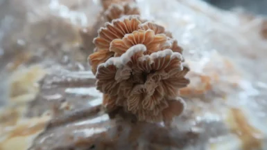 mycélium du champignon Schizophyllum
