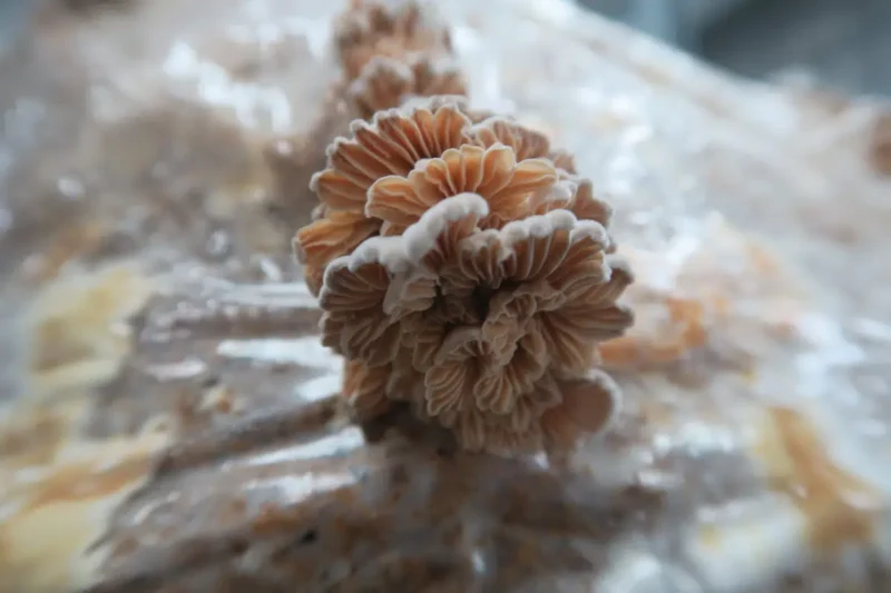 mycélium du champignon Schizophyllum