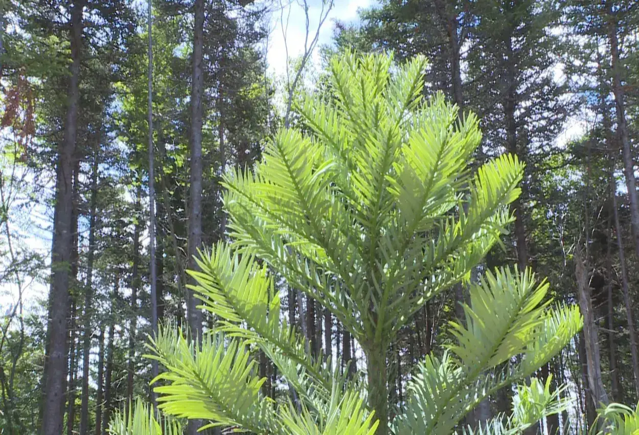 pin-wollemi-jardin-botanique-uni