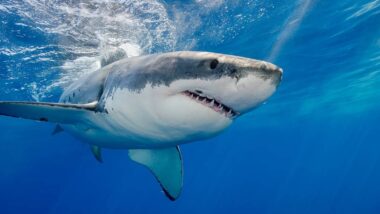 requin-blanc-canada