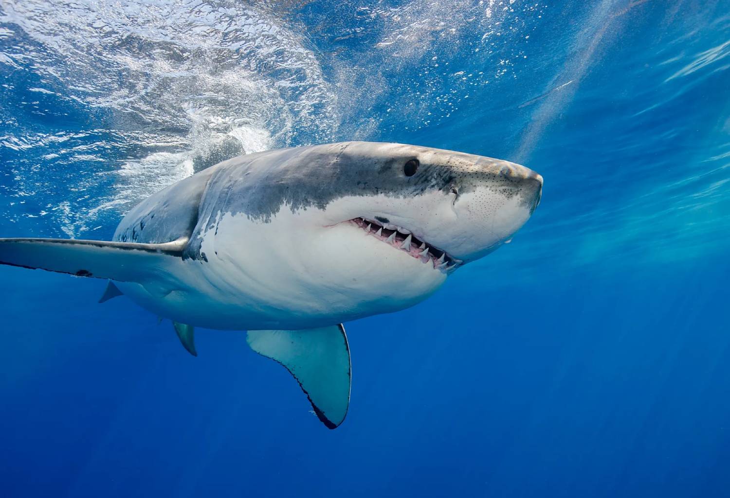 requin-blanc-canada