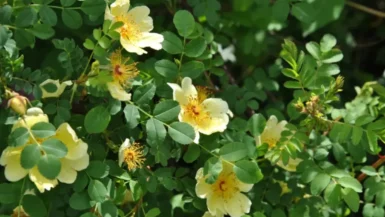 rose jaune (1)