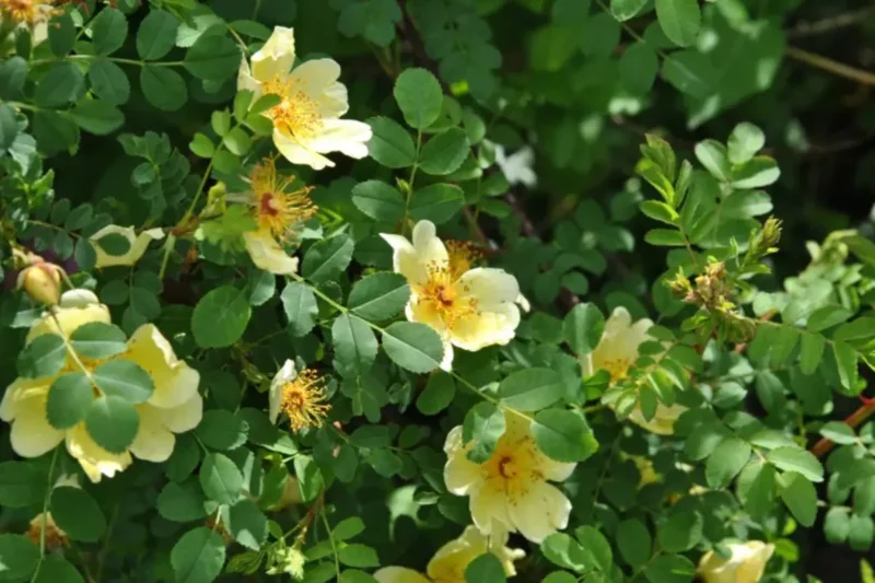rose jaune (1)