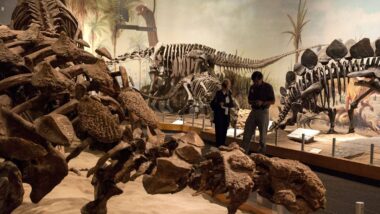royal-tyrrell-museum-Royal-Tyrrell-Museum-of-Palaeontology-1