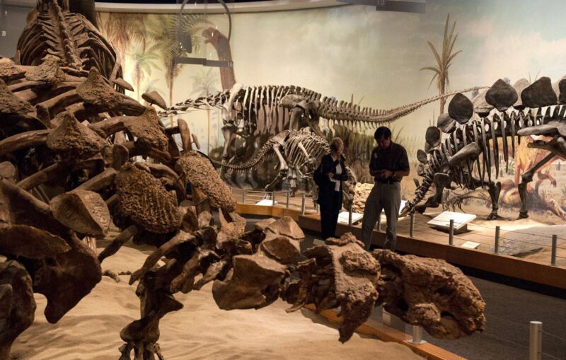 royal-tyrrell-museum-Royal-Tyrrell-Museum-of-Palaeontology-1