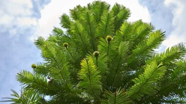 wollemia-nobilis-seven75-istock-860578906