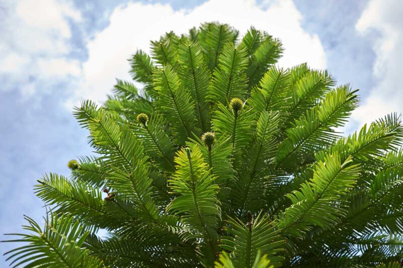 wollemia-nobilis-seven75-istock-860578906