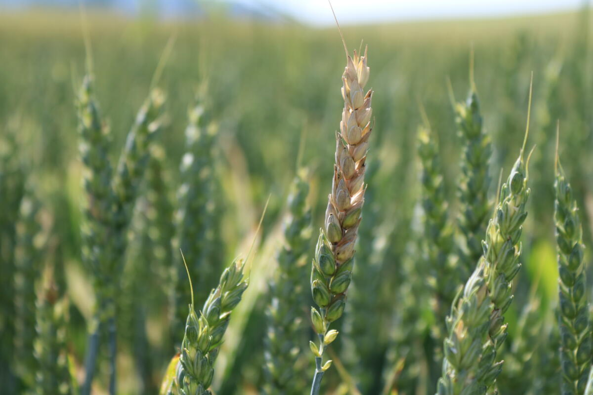 Impact du Fusarium graminearum sur l'agriculture et la santé