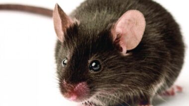 Souris