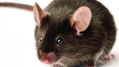 Souris