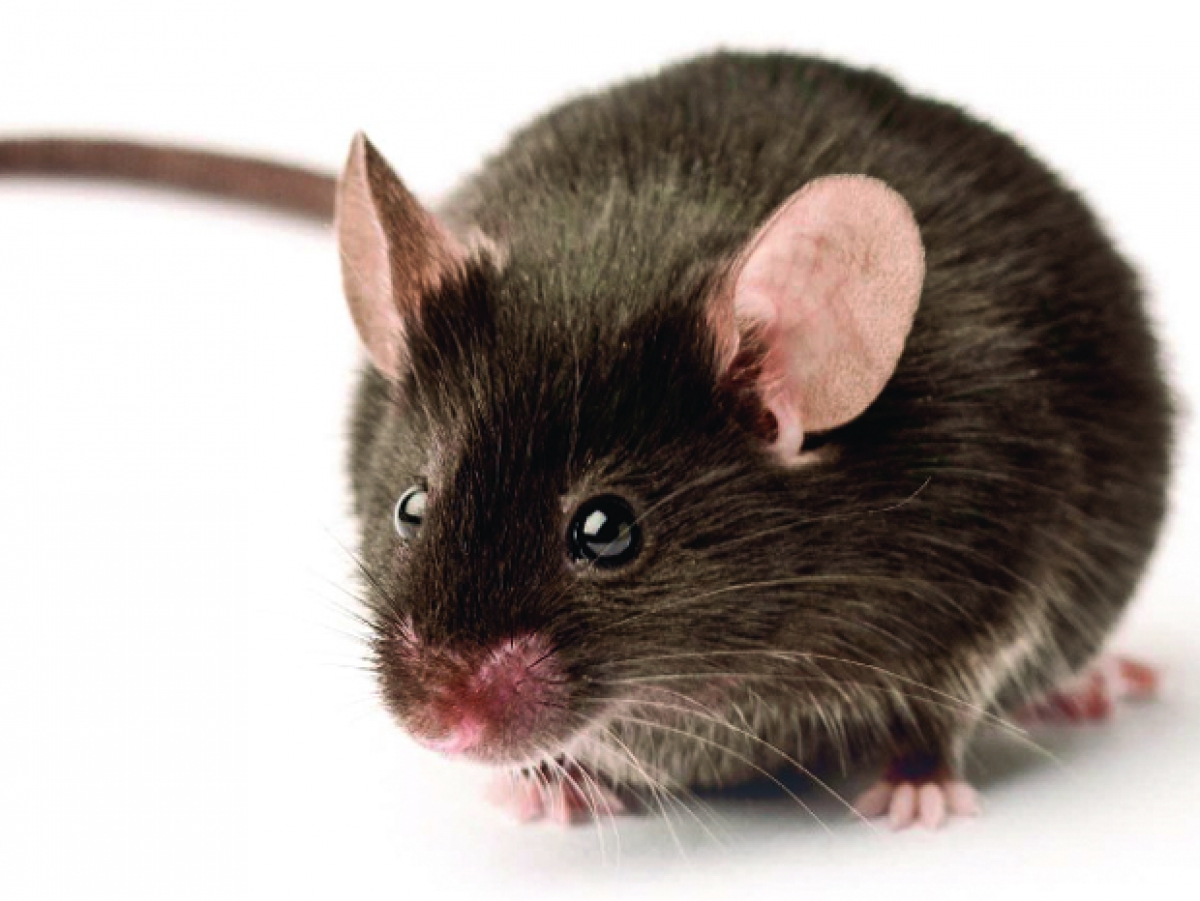 Souris