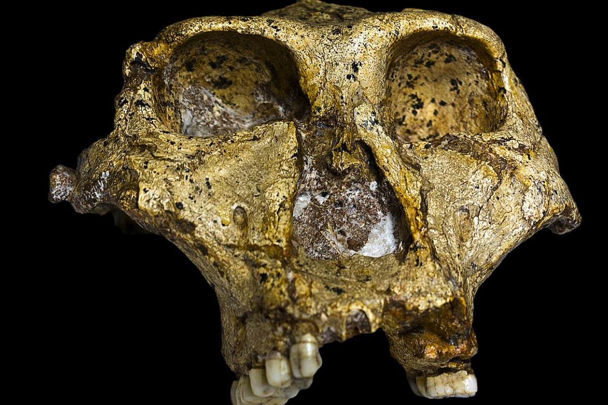 dents fossiles de Paranthropus robustus